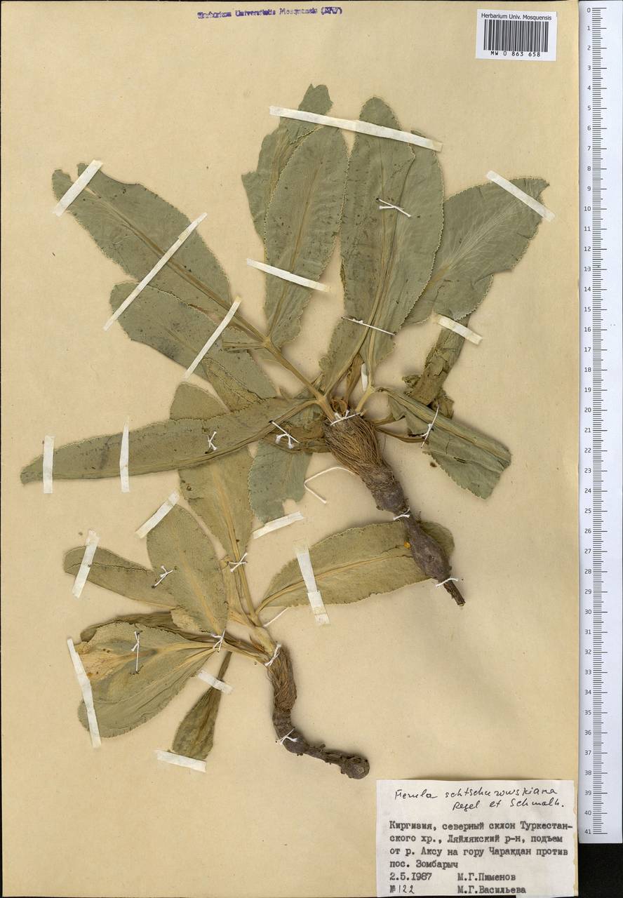 Ферула Щуровского Regel & Schmalh., Средняя Азия и Казахстан, Памир и Памиро-Алай (M2) (Киргизия)