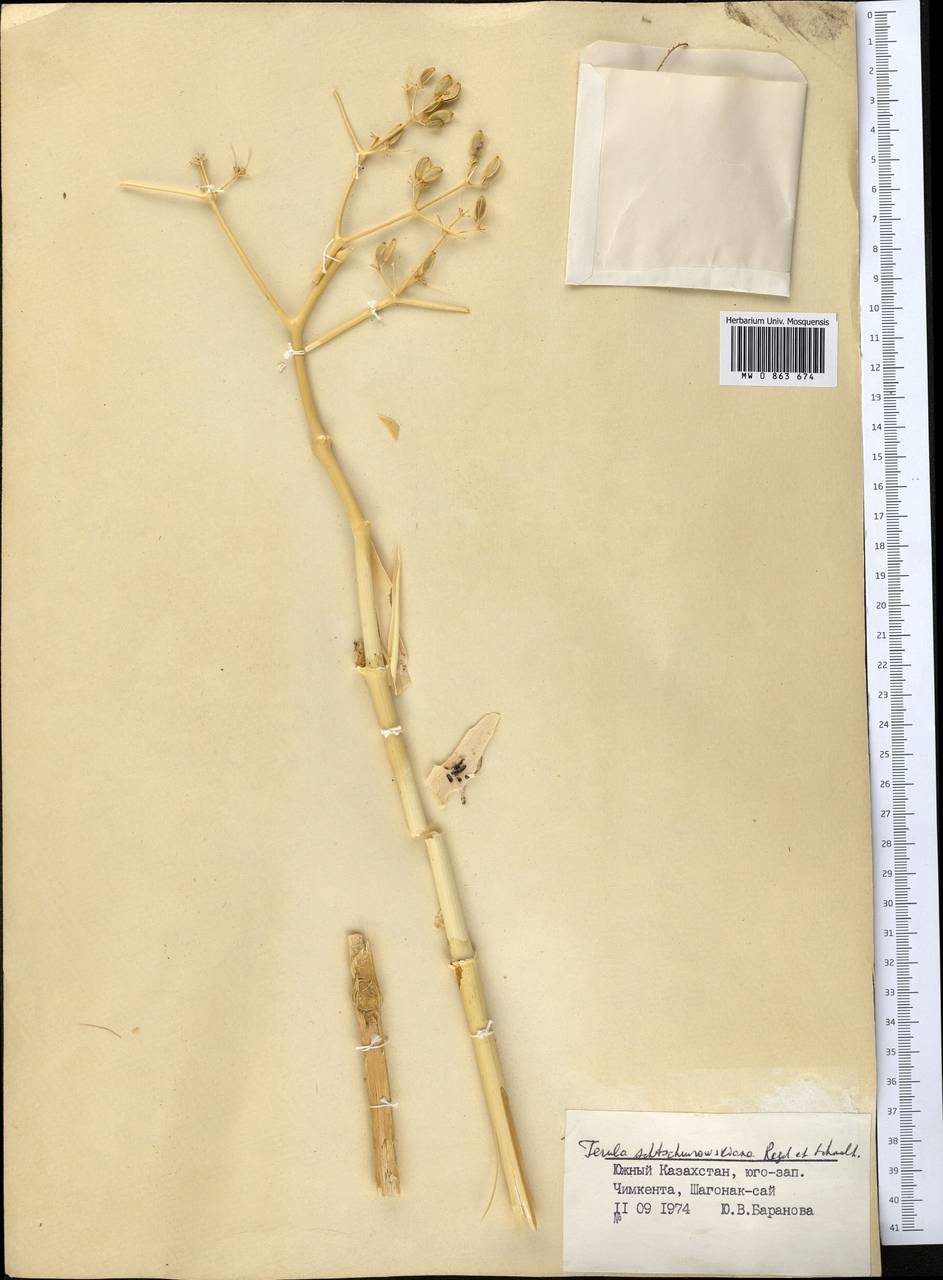 Ферула Щуровского Regel & Schmalh., Средняя Азия и Казахстан, Западный Тянь-Шань и Каратау (M3) (Казахстан)