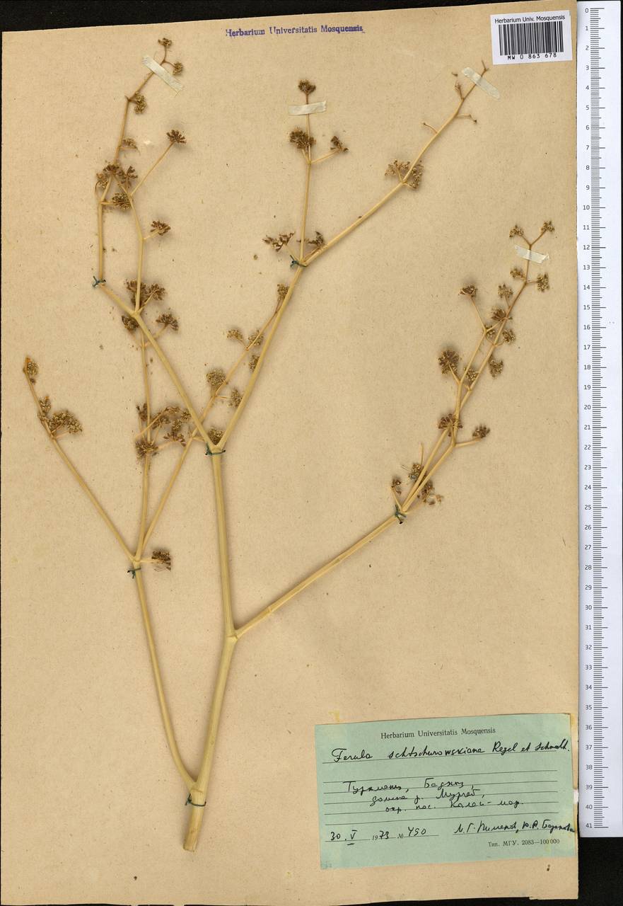 Ферула Щуровского Regel & Schmalh., Средняя Азия и Казахстан, Каракумы (M6) (Туркмения)