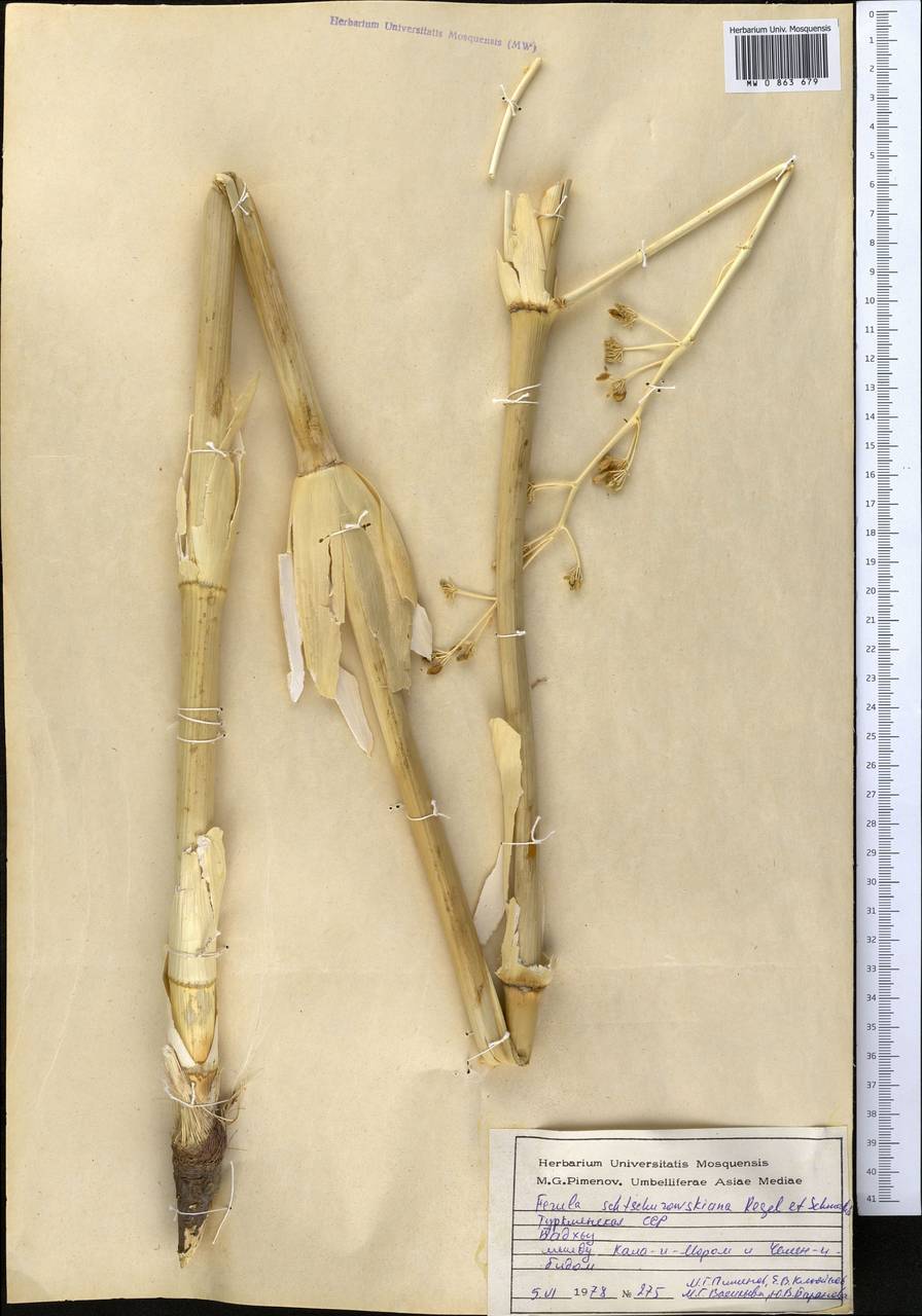 Ферула Щуровского Regel & Schmalh., Средняя Азия и Казахстан, Каракумы (M6) (Туркмения)