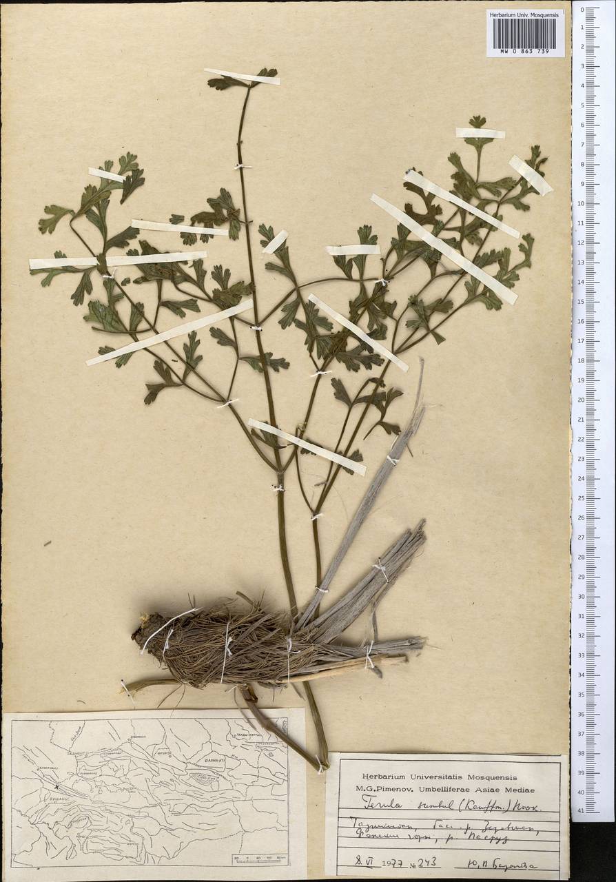 Ферула мускусная (H.Reinsch) Koso-Pol., Средняя Азия и Казахстан, Памир и Памиро-Алай (M2) (Таджикистан)