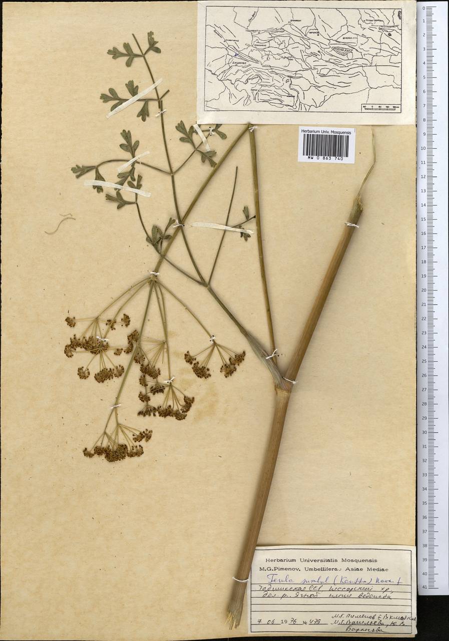 Ферула мускусная (H.Reinsch) Koso-Pol., Средняя Азия и Казахстан, Памир и Памиро-Алай (M2) (Таджикистан)