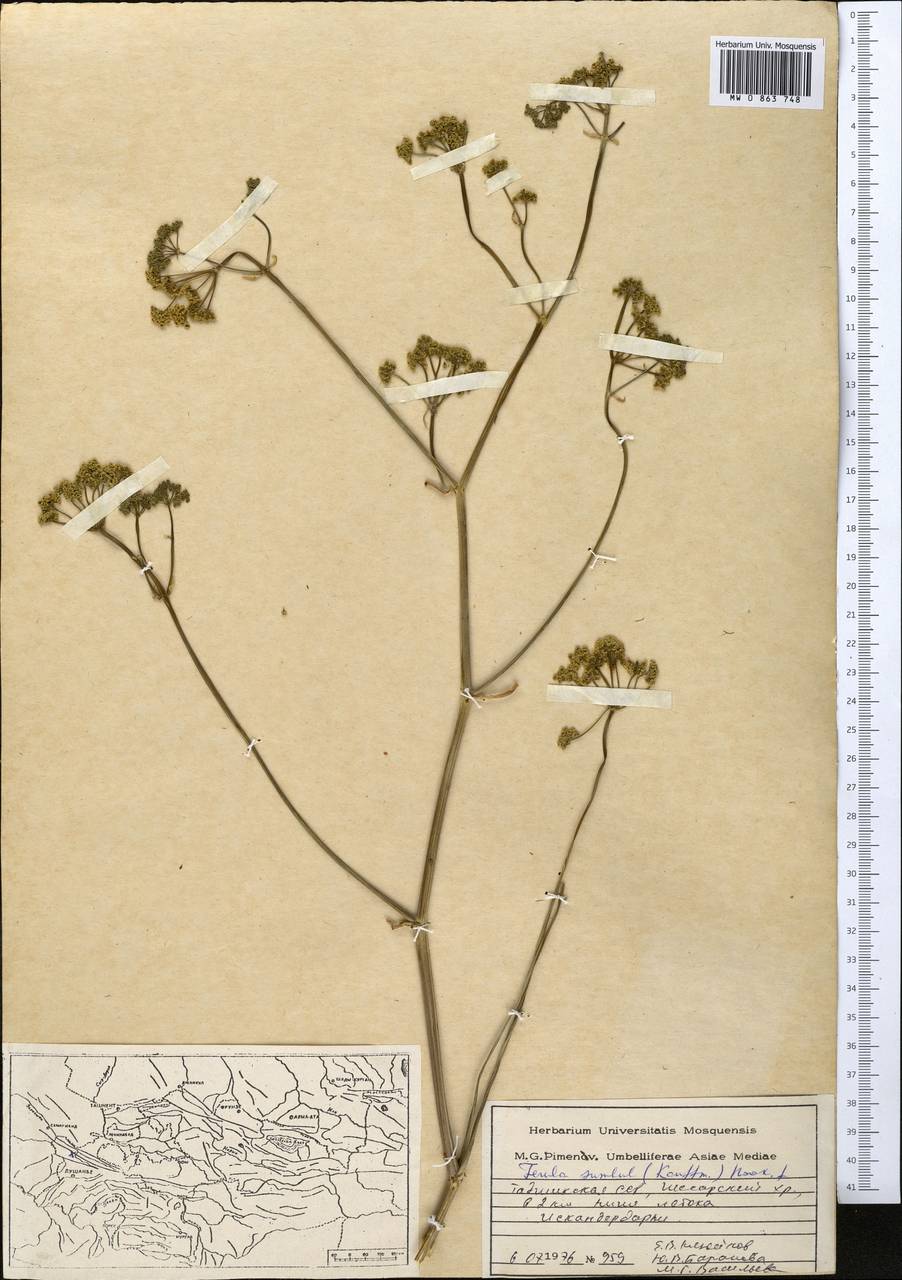 Ферула мускусная (H.Reinsch) Koso-Pol., Средняя Азия и Казахстан, Памир и Памиро-Алай (M2) (Таджикистан)