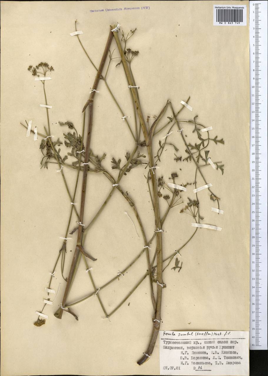 Ферула мускусная (Reinsch) Koso-Pol., Средняя Азия и Казахстан, Памир и Памиро-Алай (M2) (Таджикистан)