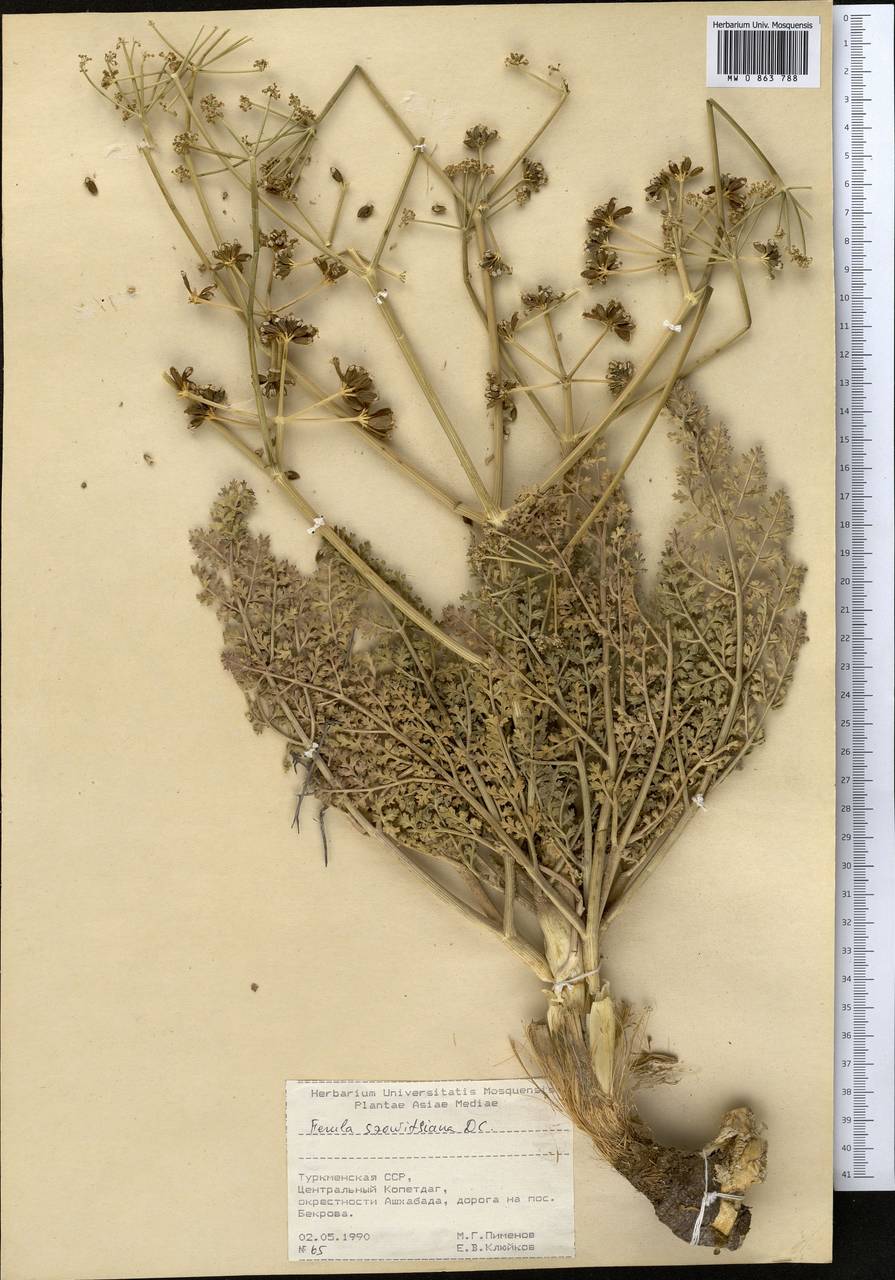 Ферула Совича DC., Средняя Азия и Казахстан, Копетдаг, Бадхыз, Малый и Большой Балхан (M1) (Туркмения)