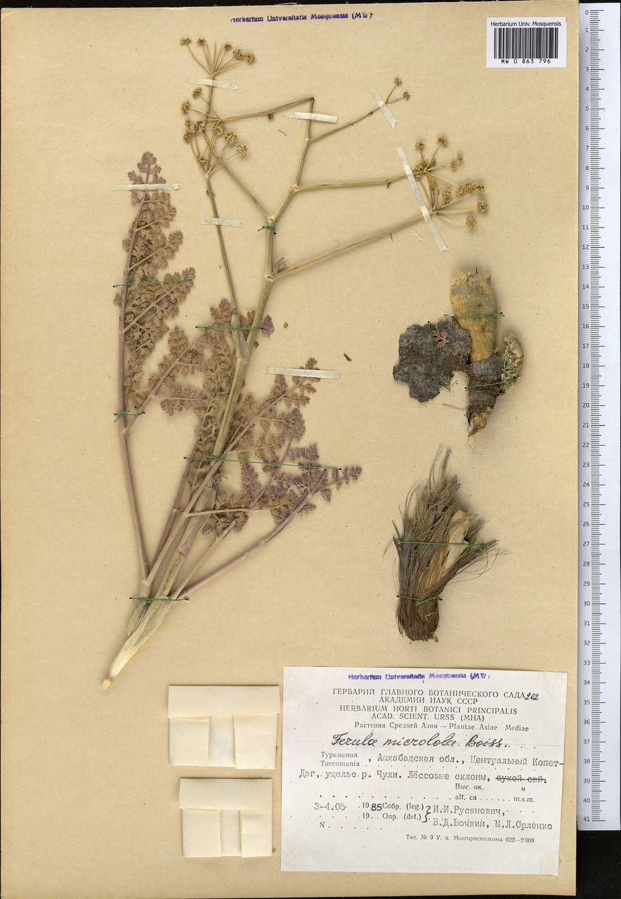 Ферула Совича DC., Средняя Азия и Казахстан, Копетдаг, Бадхыз, Малый и Большой Балхан (M1) (Туркмения)