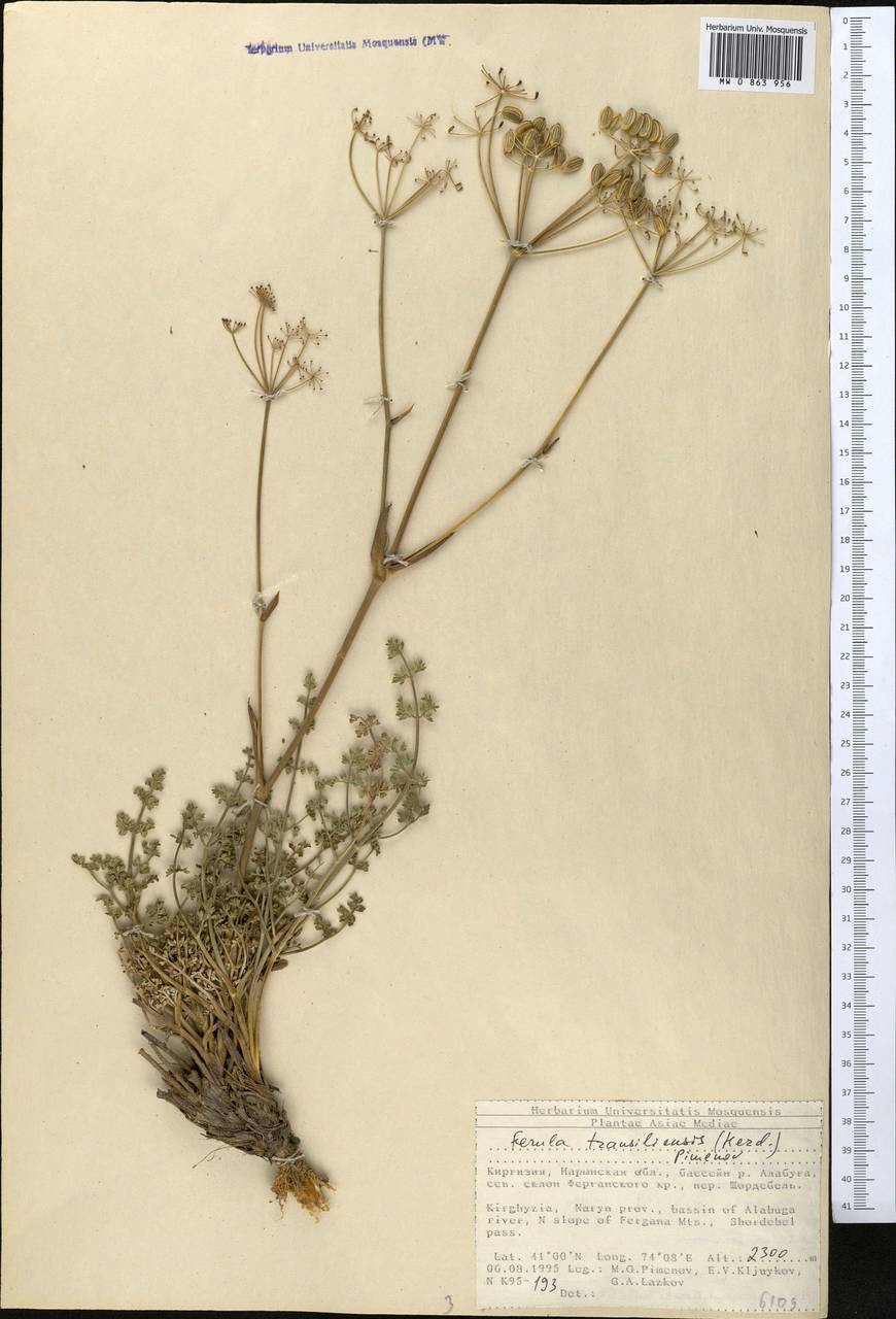 Ферула заилийская (Herder) Pimenov, Средняя Азия и Казахстан, Северный и Центральный Тянь-Шань (M4) (Киргизия)
