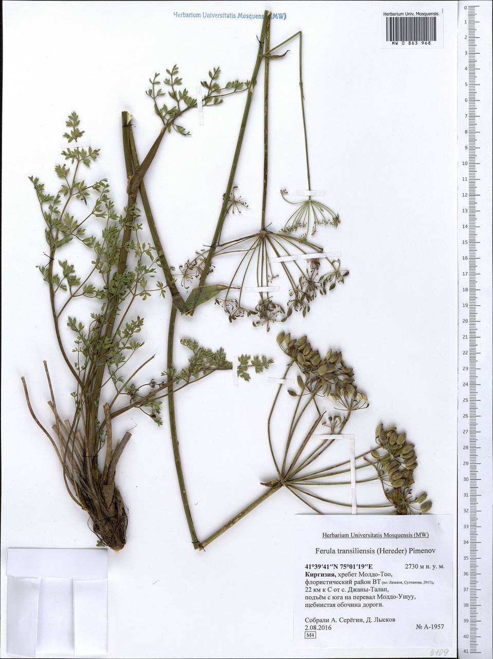 Ферула заилийская (Herder) Pimenov, Средняя Азия и Казахстан, Северный и Центральный Тянь-Шань (M4) (Киргизия)