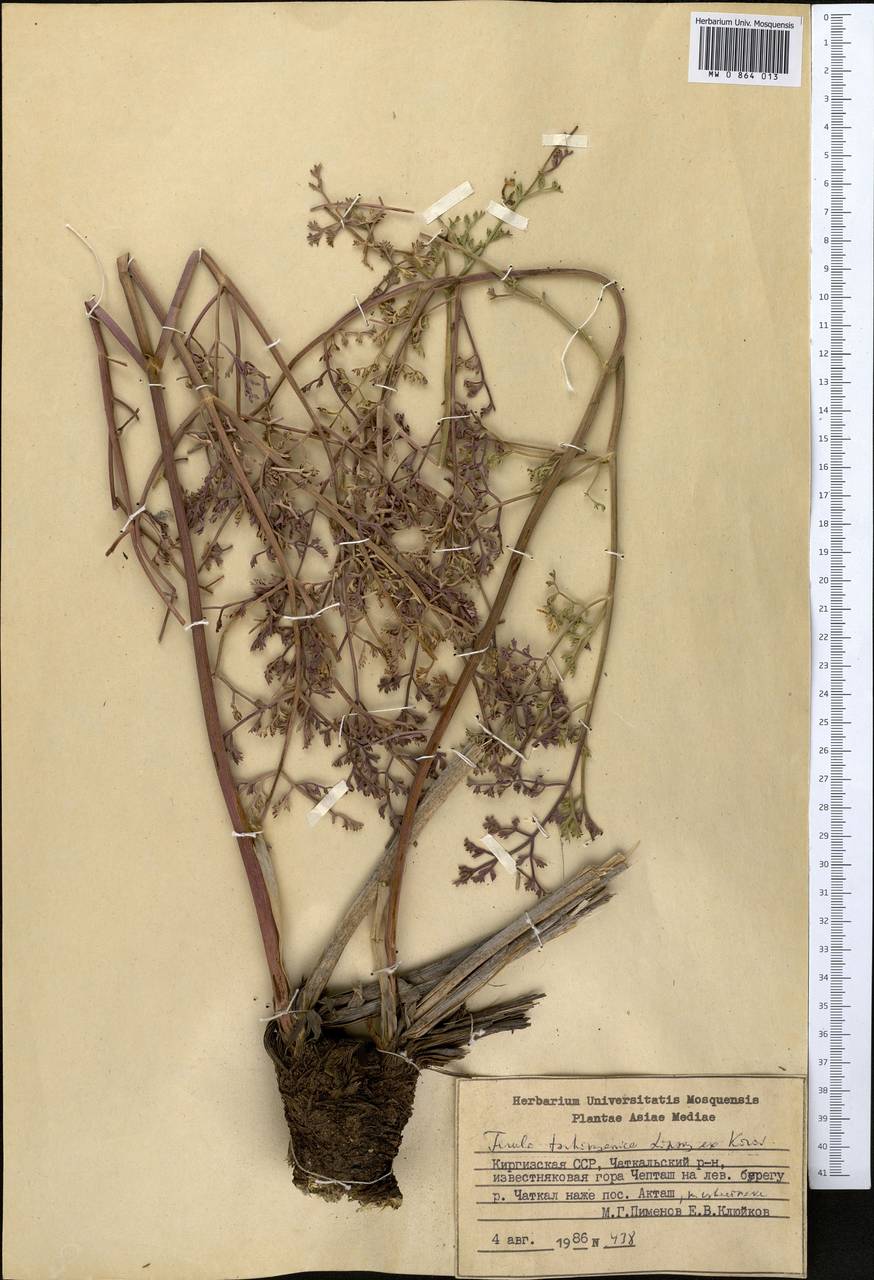 Ферула чимганская Lipsky ex Korovin, Средняя Азия и Казахстан, Западный Тянь-Шань и Каратау (M3) (Киргизия)