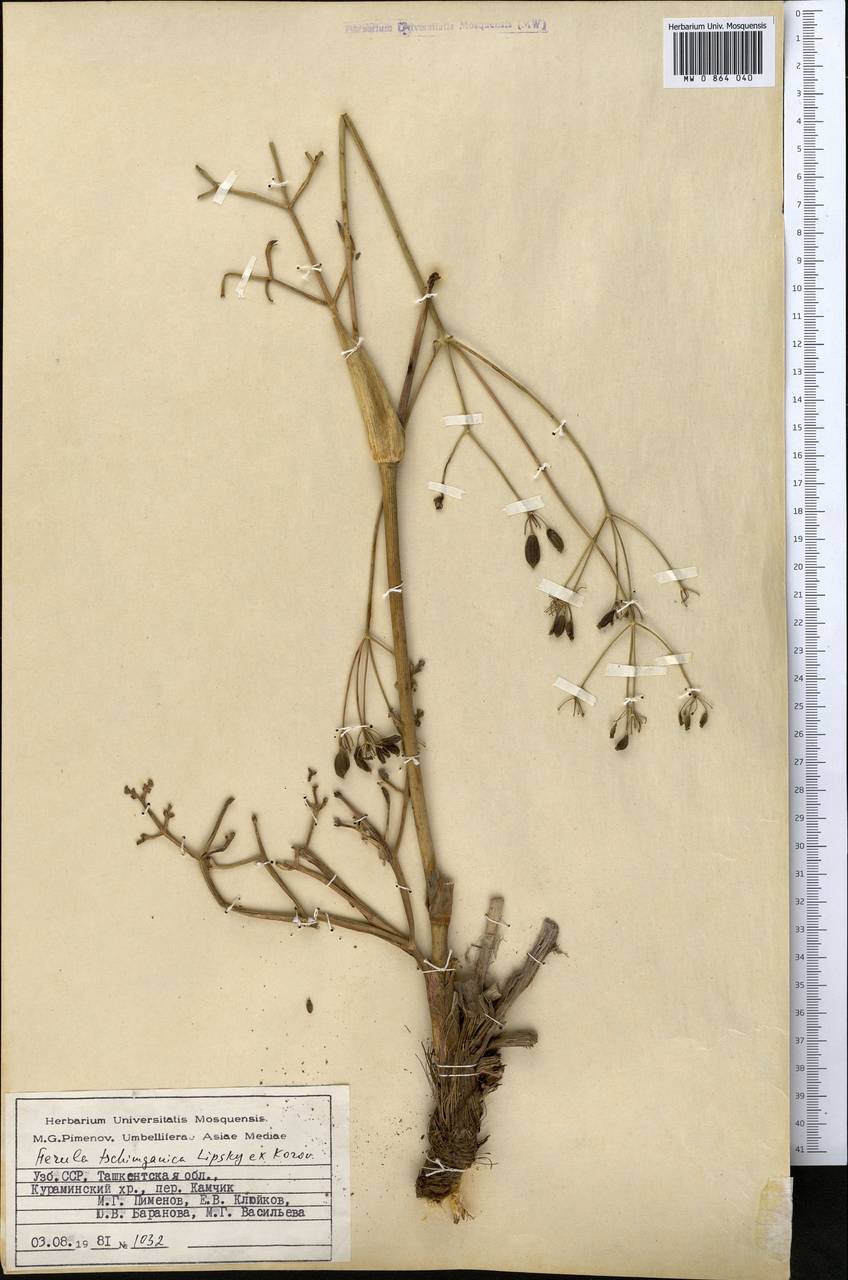 Ферула чимганская Lipsky ex Korovin, Средняя Азия и Казахстан, Западный Тянь-Шань и Каратау (M3) (Узбекистан)