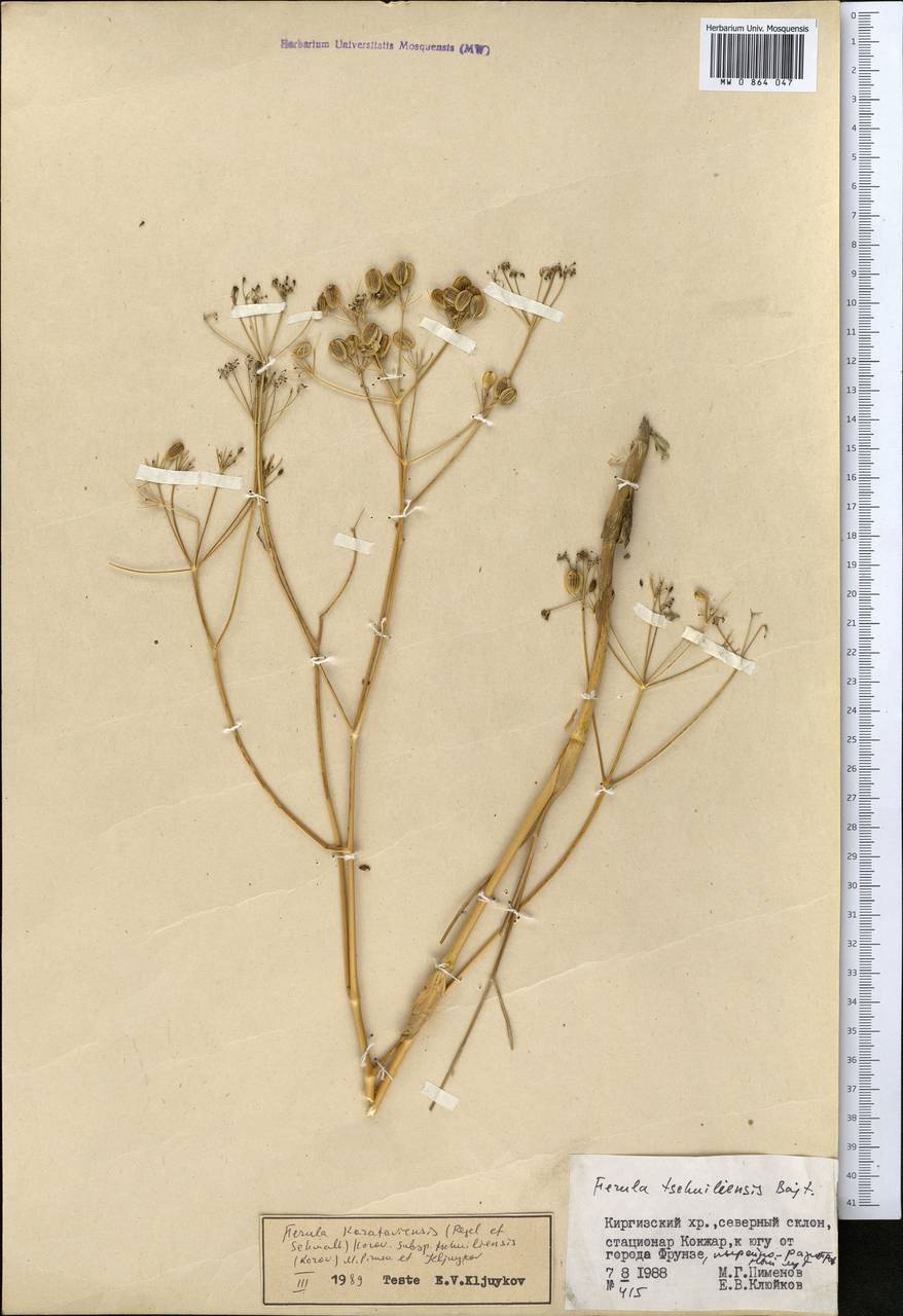 Ферула чу-илийская Bajtenov, Средняя Азия и Казахстан, Северный и Центральный Тянь-Шань (M4) (Киргизия)