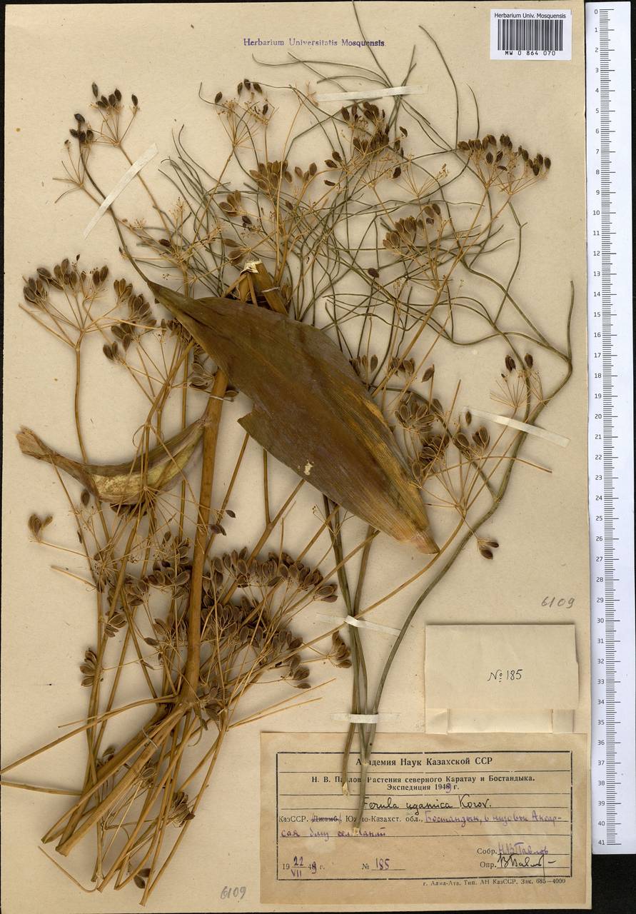 Ферула угамская Korovin, Средняя Азия и Казахстан, Западный Тянь-Шань и Каратау (M3) (Узбекистан)