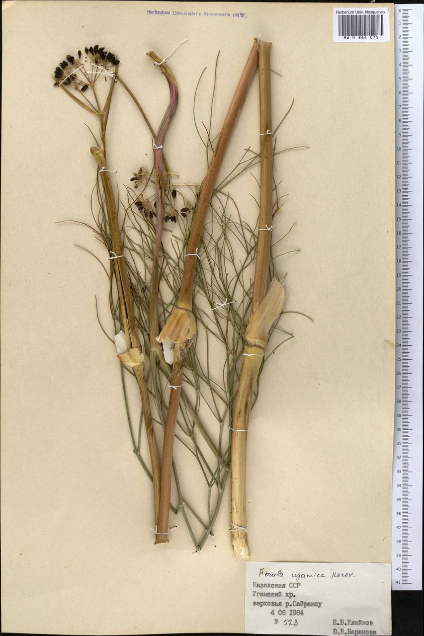 Ферула угамская Korovin, Средняя Азия и Казахстан, Западный Тянь-Шань и Каратау (M3) (Казахстан)