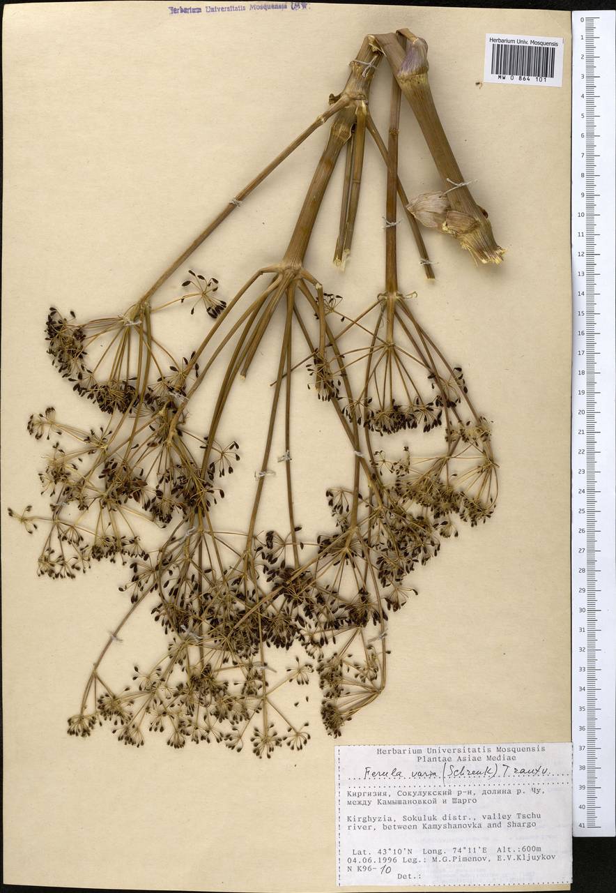 Ферула изменчивая (Schrenk) Trautv., Средняя Азия и Казахстан, Муюнкумы, Прибалхашье и Бетпак-Дала (M9) (Киргизия)