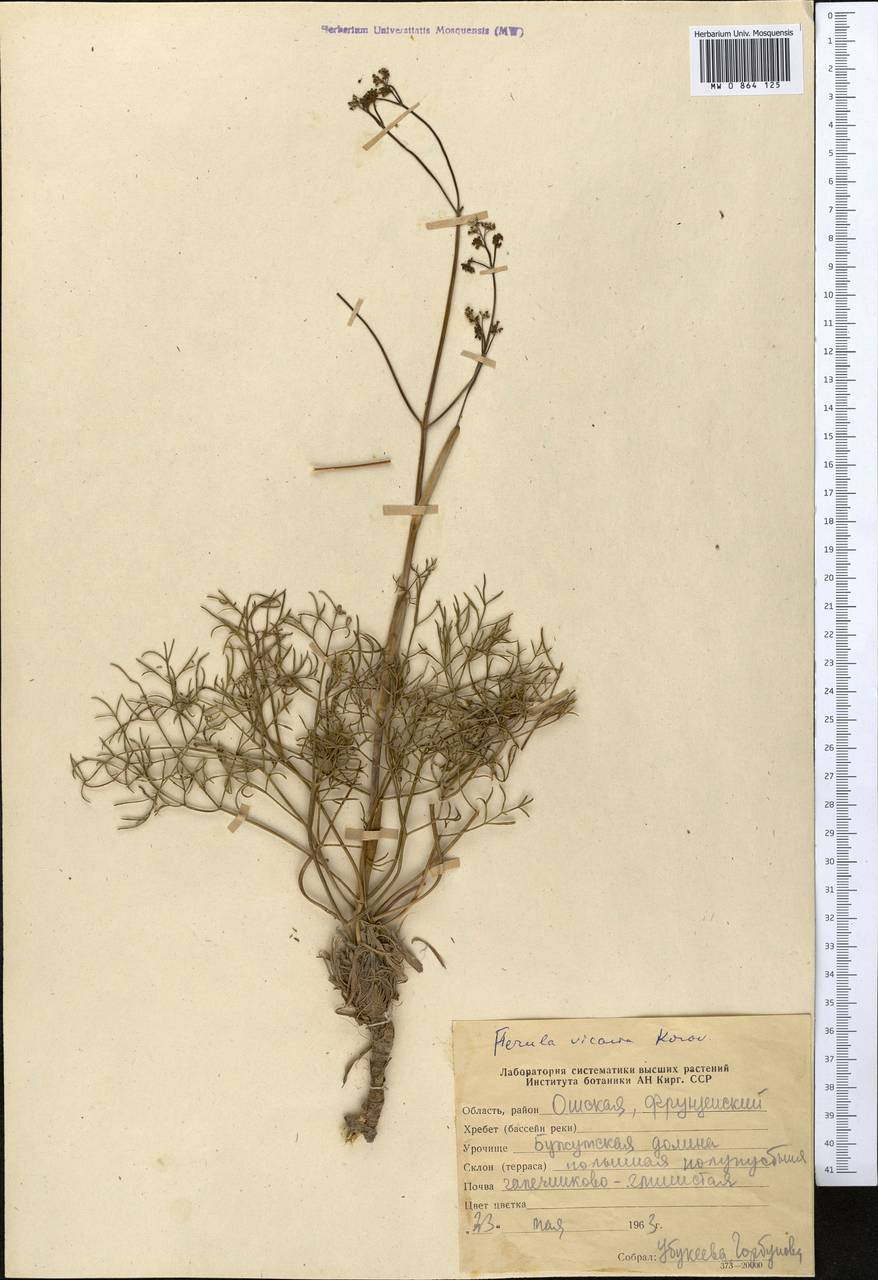 Ферула замещающая Korovin, Средняя Азия и Казахстан, Памир и Памиро-Алай (M2) (Киргизия)