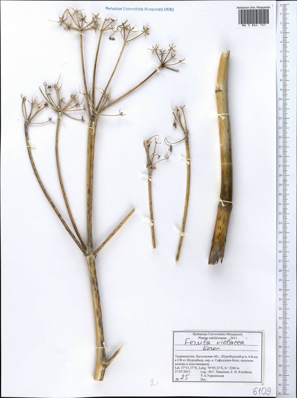 Ферула фиолетовая Korovin, Средняя Азия и Казахстан, Памир и Памиро-Алай (M2) (Таджикистан)