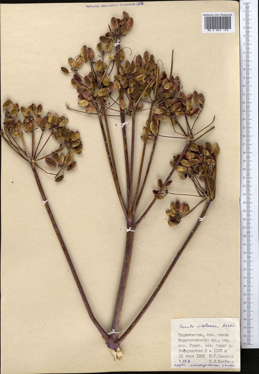 Ферула фиолетовая Korovin, Средняя Азия и Казахстан, Памир и Памиро-Алай (M2) (Таджикистан)