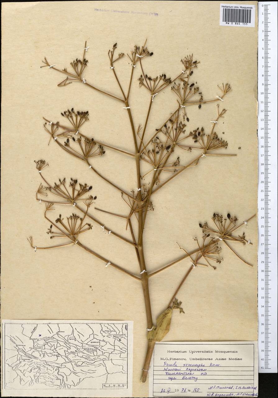 Ферула ксероморфная Korovin, Средняя Азия и Казахстан, Западный Тянь-Шань и Каратау (M3) (Казахстан)