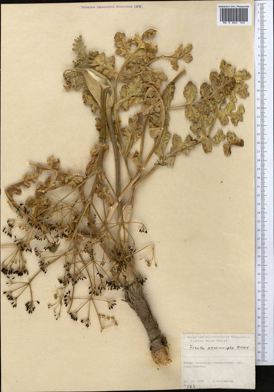 Ферула ксероморфная Korovin, Средняя Азия и Казахстан, Сырдарьинские пустыни и Кызылкумы (M7) (Казахстан)