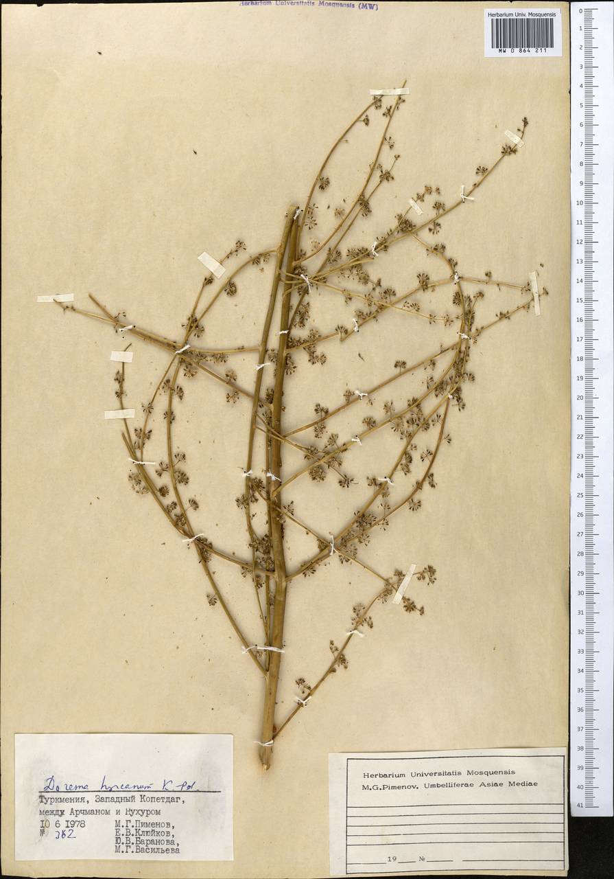 Ферула гирканская (Koso-Pol.) Puchałka, Spalik, Panahi & Piwczyñski, Средняя Азия и Казахстан, Копетдаг, Бадхыз, Малый и Большой Балхан (M1) (Туркмения)