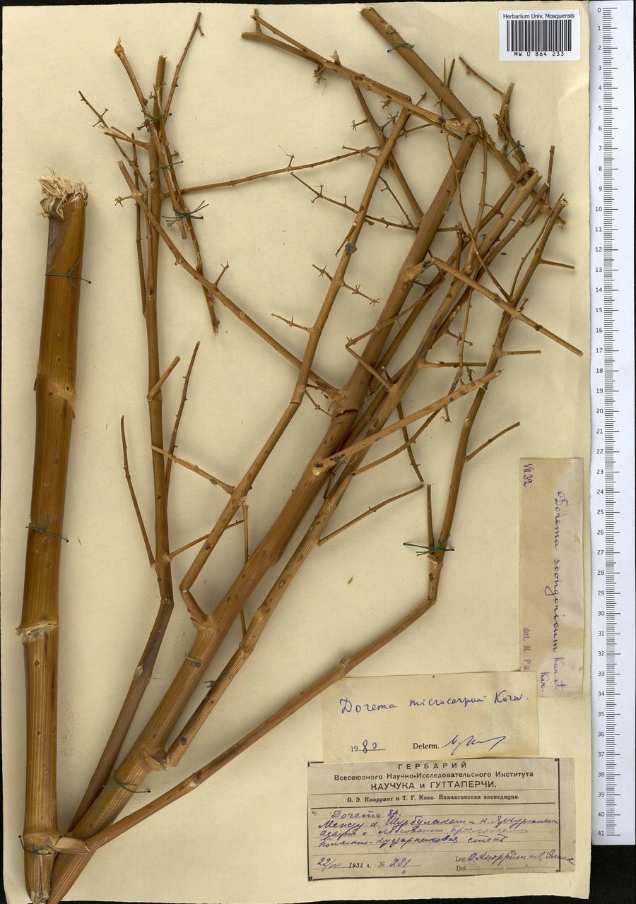 Ferula namanganica Sennikov, Средняя Азия и Казахстан, Памир и Памиро-Алай (M2) (Узбекистан)