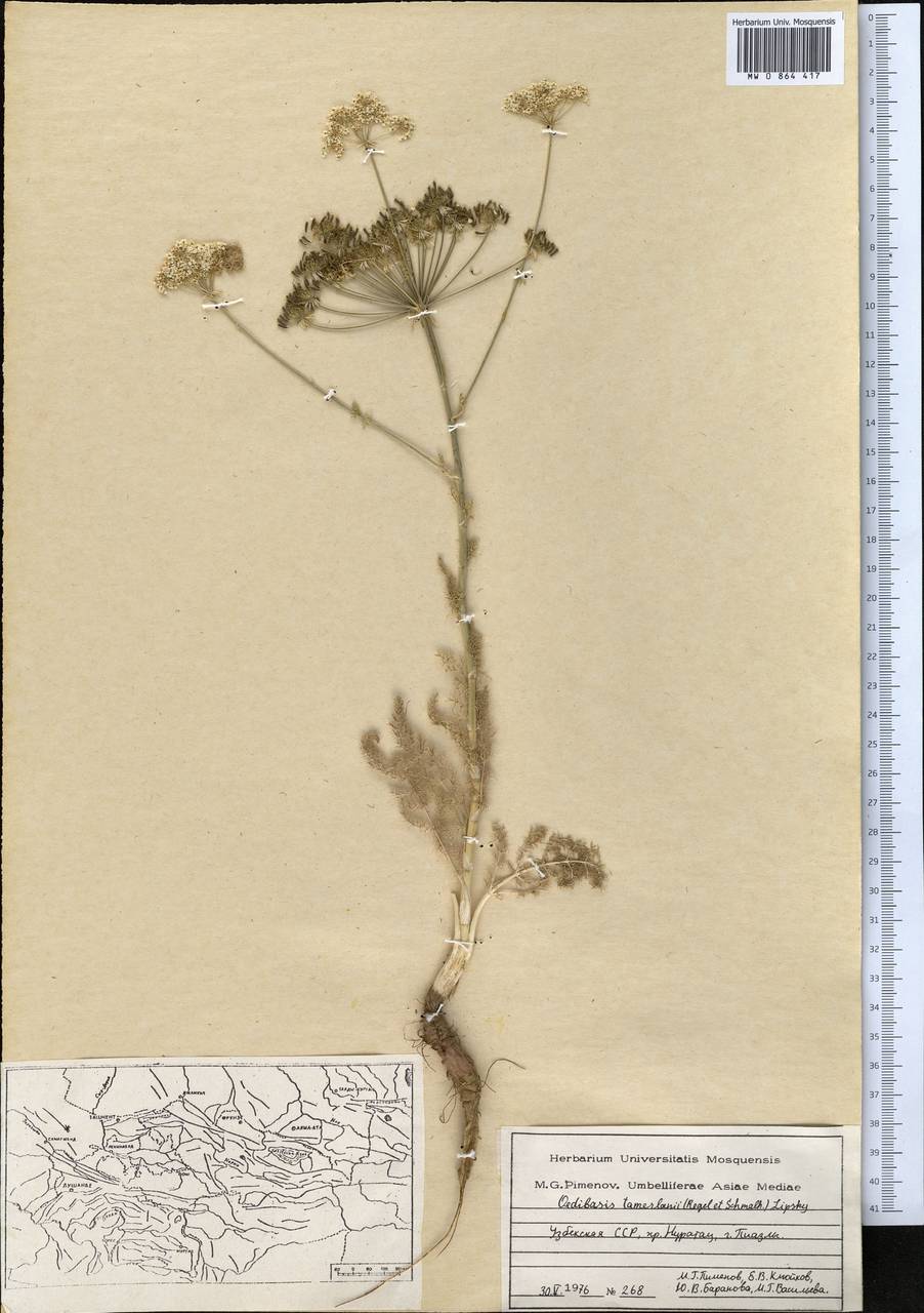 Ойдибазис Тамерлана (Lipsky) Korovin ex Nevski, Средняя Азия и Казахстан, Памир и Памиро-Алай (M2) (Узбекистан)