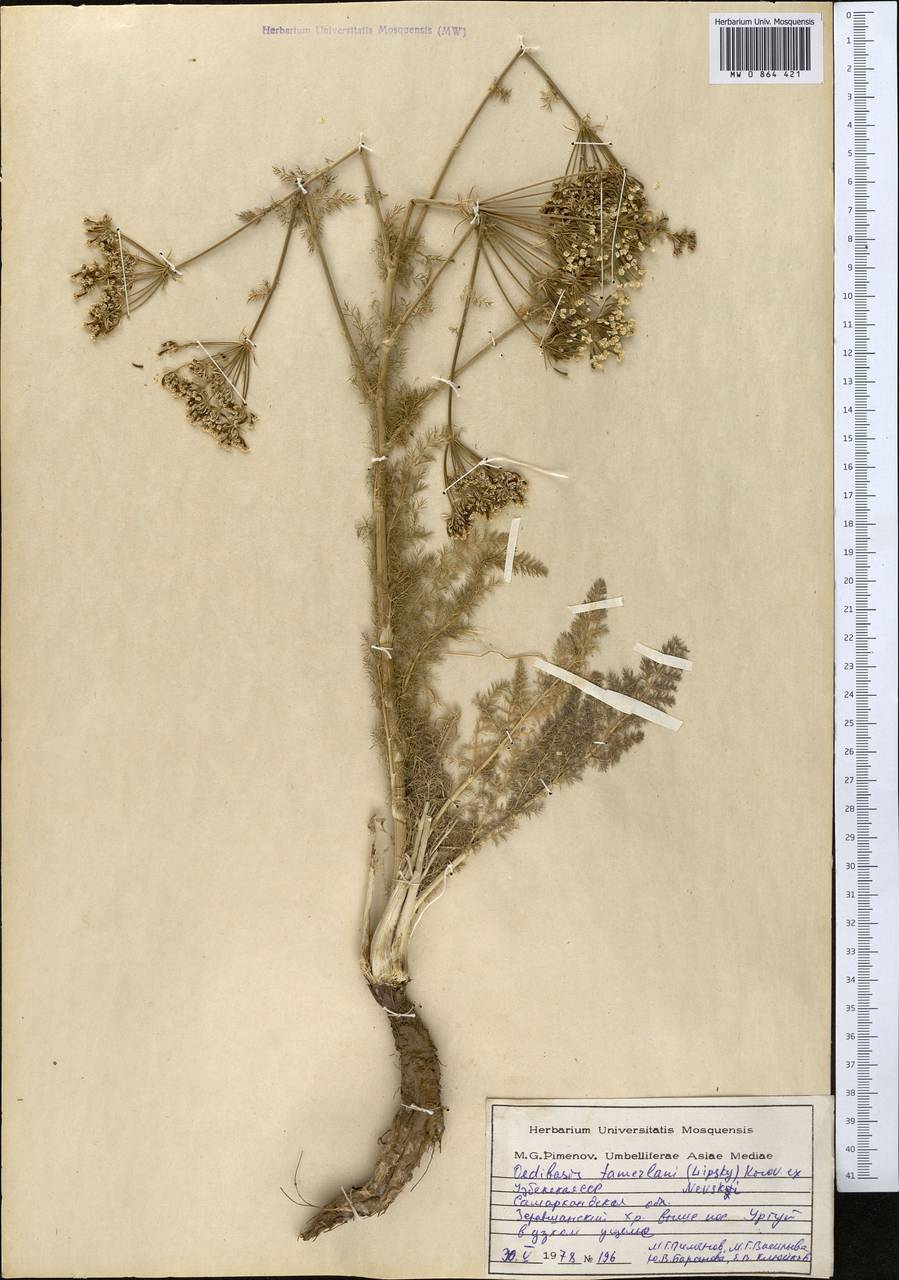 Ойдибазис Тамерлана (Lipsky) Korovin ex Nevski, Средняя Азия и Казахстан, Памир и Памиро-Алай (M2) (Узбекистан)