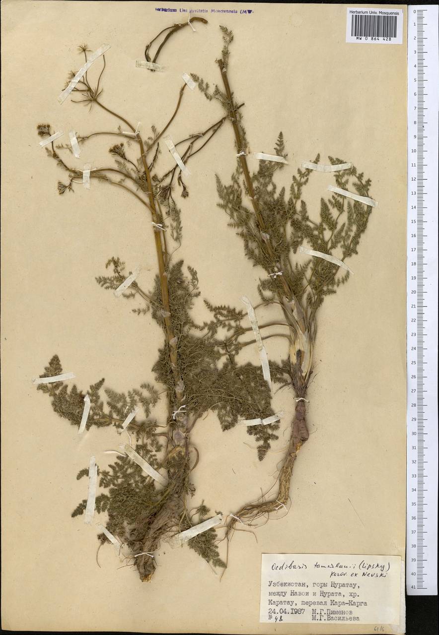 Ойдибазис Тамерлана (Lipsky) Korovin ex Nevski, Средняя Азия и Казахстан, Памир и Памиро-Алай (M2) (Узбекистан)