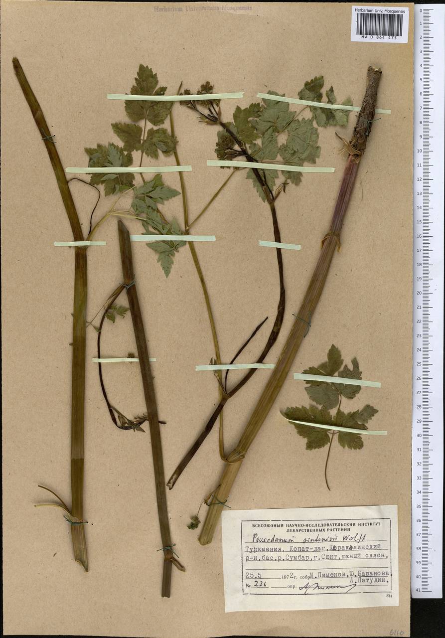 Cervaria cervariifolia (C. A. Mey.) Pimenov, Средняя Азия и Казахстан, Копетдаг, Бадхыз, Малый и Большой Балхан (M1) (Туркмения)