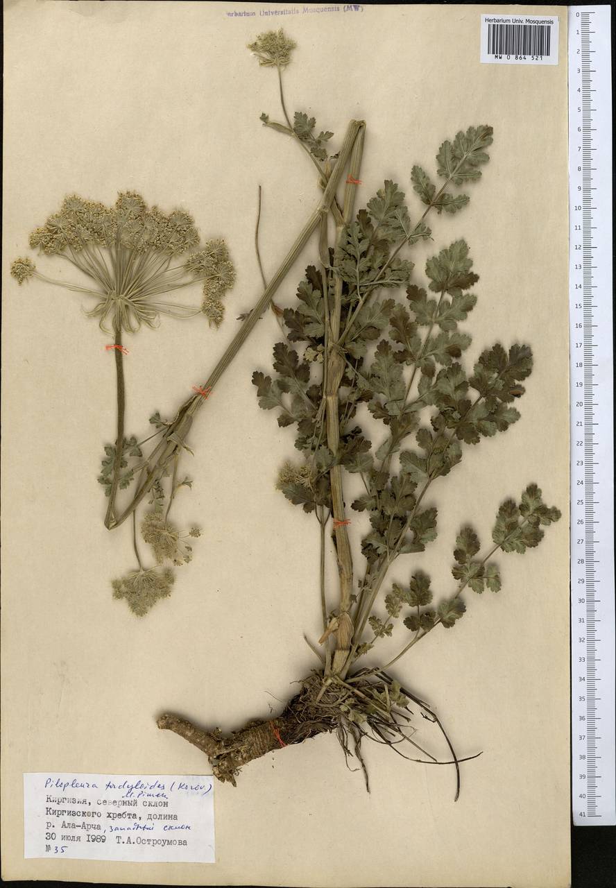 Волосореберник тордилиевидный (Korovin) Pimenov, Средняя Азия и Казахстан, Западный Тянь-Шань и Каратау (M3) (Киргизия)