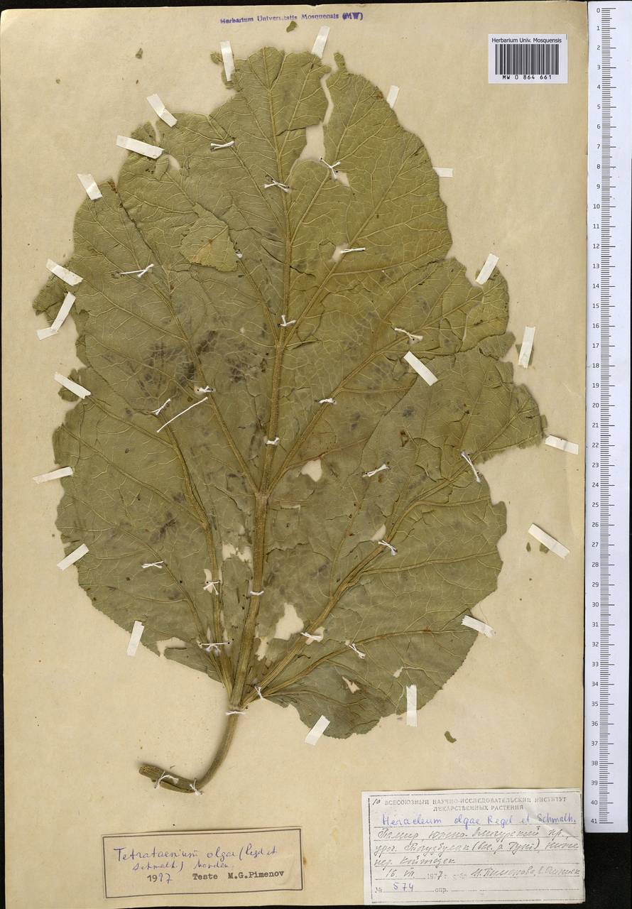 Четырехленточник Ольги (Regel & Schmalh.) Manden., Средняя Азия и Казахстан, Памир и Памиро-Алай (M2) (Таджикистан)