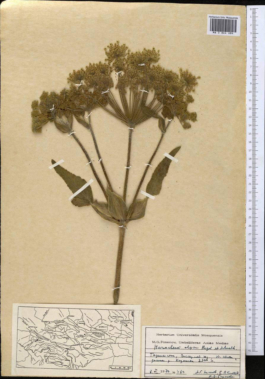 Четырехленточник Ольги (Regel & Schmalh.) Manden., Средняя Азия и Казахстан, Памир и Памиро-Алай (M2) (Таджикистан)