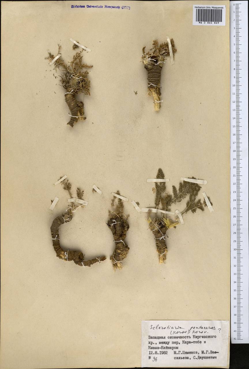 Sclerotiaria pentaceros (Korov.) Korov., Средняя Азия и Казахстан, Западный Тянь-Шань и Каратау (M3) (Казахстан)