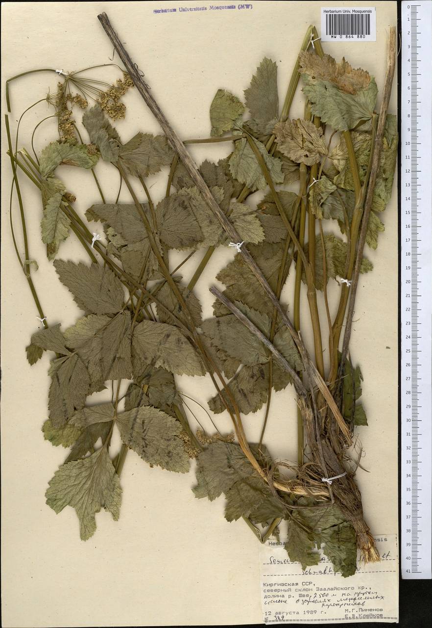 Семеновия опушенноплодная (Regel & Schmalh.) Korovin ex Pimenov & V. N. Tikhom., Средняя Азия и Казахстан, Памир и Памиро-Алай (M2) (Киргизия)