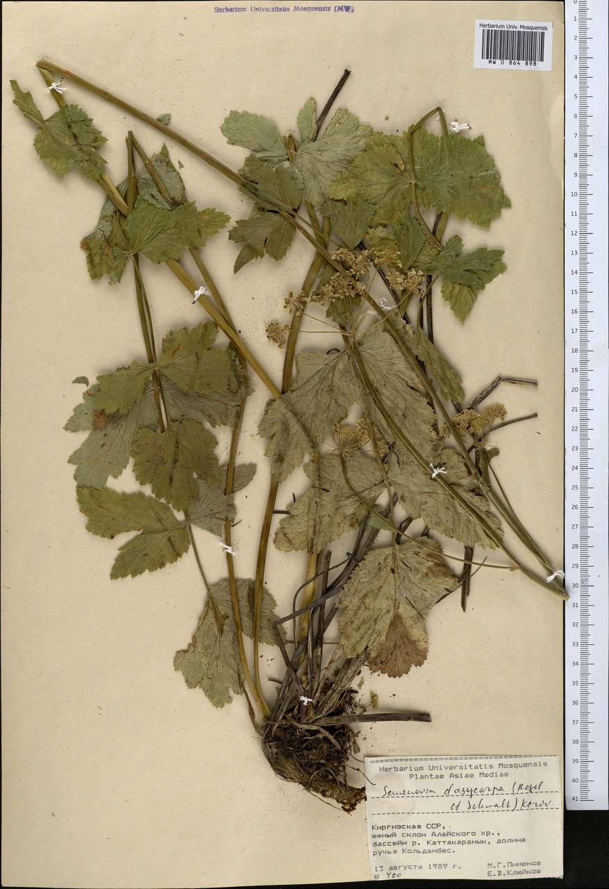 Семеновия опушенноплодная (Regel & Schmalh.) Korovin ex Pimenov & V. N. Tikhom., Средняя Азия и Казахстан, Памир и Памиро-Алай (M2) (Киргизия)