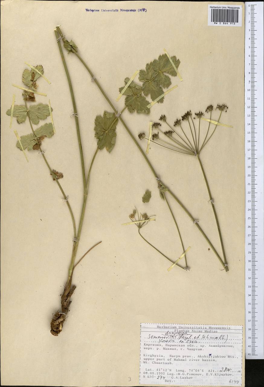 Семеновия опушенноплодная (Regel & Schmalh.) Korovin ex Pimenov & V. N. Tikhom., Средняя Азия и Казахстан, Северный и Центральный Тянь-Шань (M4) (Киргизия)
