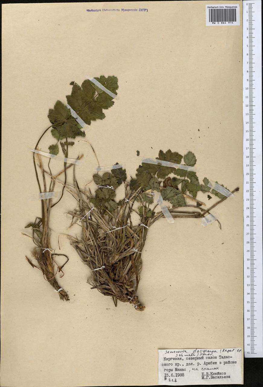 Семеновия опушенноплодная (Regel & Schmalh.) Korovin ex Pimenov & V. N. Tikhom., Средняя Азия и Казахстан, Западный Тянь-Шань и Каратау (M3) (Киргизия)