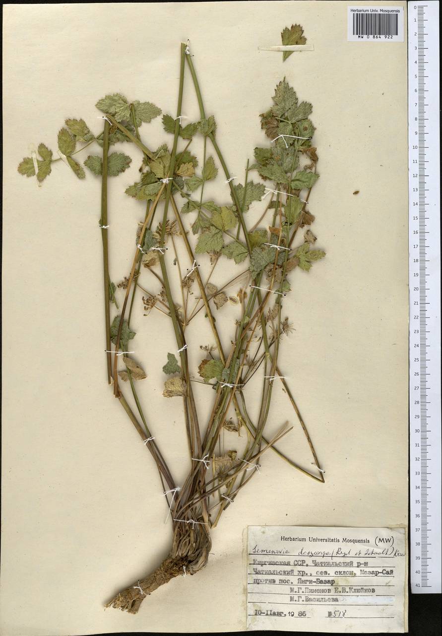 Семеновия опушенноплодная (Regel & Schmalh.) Korovin ex Pimenov & V. N. Tikhom., Средняя Азия и Казахстан, Западный Тянь-Шань и Каратау (M3) (Киргизия)