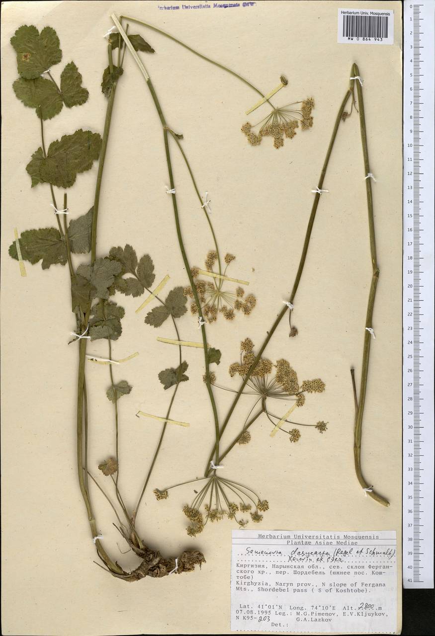 Семеновия опушенноплодная (Regel & Schmalh.) Korovin ex Pimenov & V. N. Tikhom., Средняя Азия и Казахстан, Северный и Центральный Тянь-Шань (M4) (Киргизия)