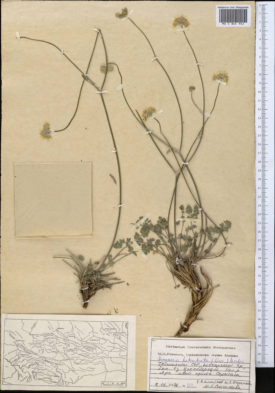 Семеновия разнозубчатая (Korovin) Manden., Средняя Азия и Казахстан, Памир и Памиро-Алай (M2) (Таджикистан)