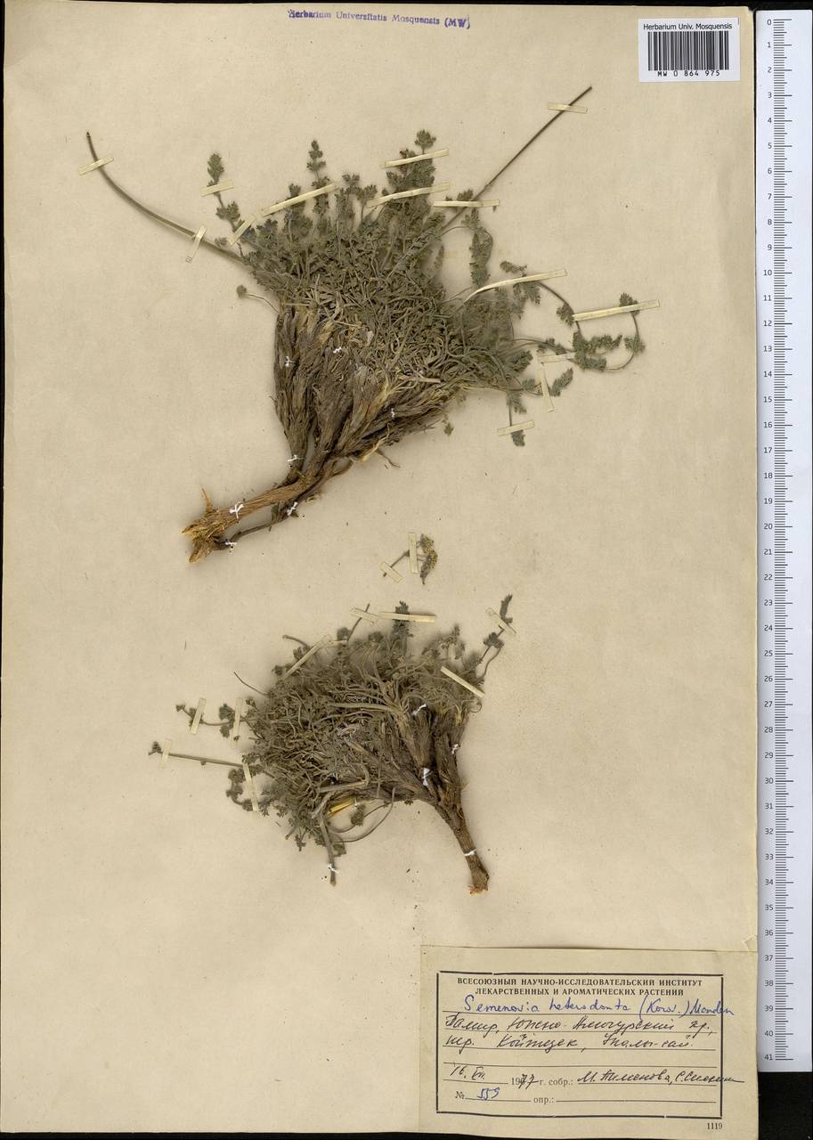 Семеновия разнозубчатая (Korovin) Manden., Средняя Азия и Казахстан, Памир и Памиро-Алай (M2) (Таджикистан)