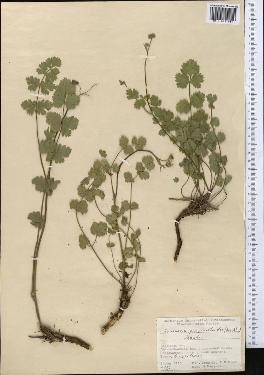 Семеновия бедренцевидная (Nevski) Manden., Средняя Азия и Казахстан, Памир и Памиро-Алай (M2) (Таджикистан)