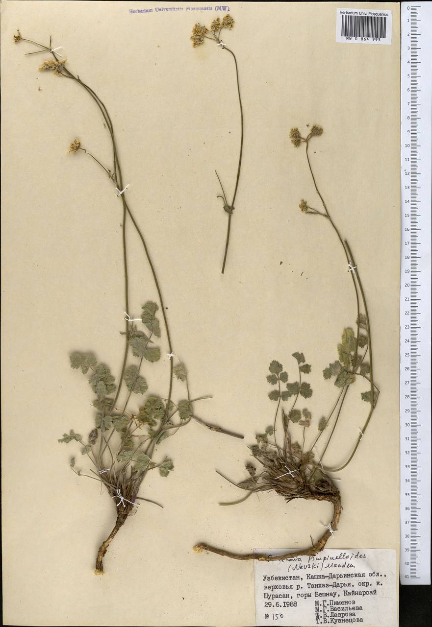 Семеновия бедренцевидная (Nevski) Manden., Средняя Азия и Казахстан, Памир и Памиро-Алай (M2) (Узбекистан)