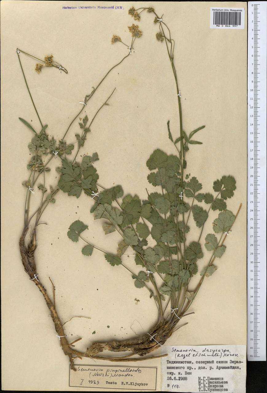 Семеновия бедренцевидная (Nevski) Manden., Средняя Азия и Казахстан, Памир и Памиро-Алай (M2) (Узбекистан)