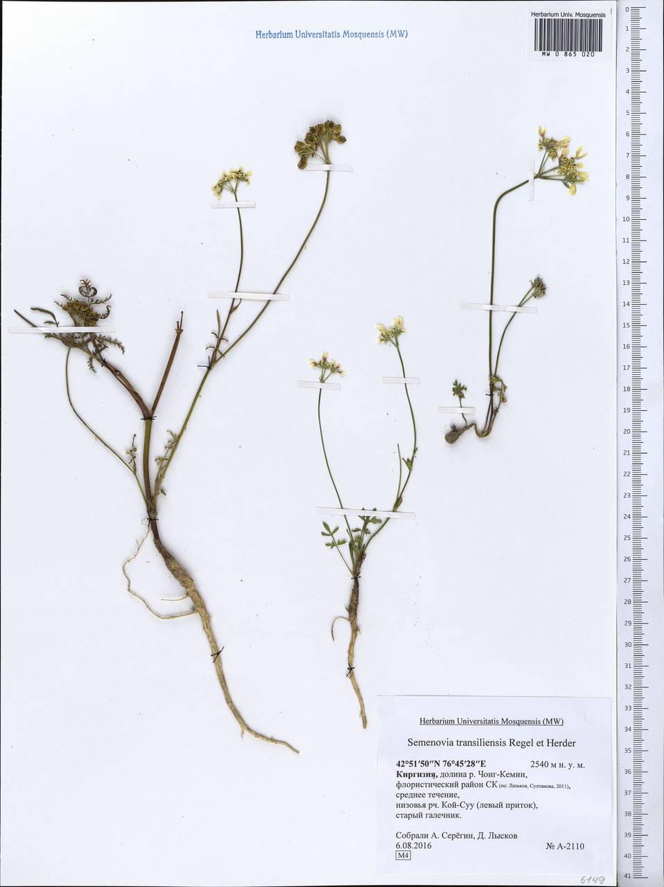 Семеновия заилийская Regel & Herder, Средняя Азия и Казахстан, Северный и Центральный Тянь-Шань (M4) (Киргизия)