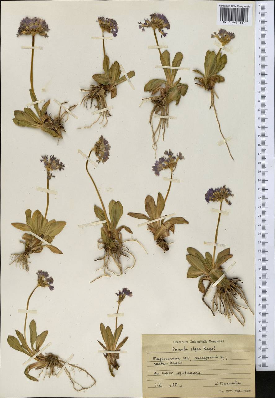 Primula olgae Regel, Средняя Азия и Казахстан, Памир и Памиро-Алай (M2) (Киргизия)