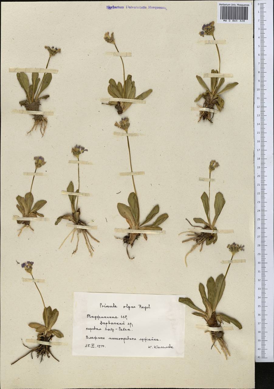 Primula olgae Regel, Средняя Азия и Казахстан, Памир и Памиро-Алай (M2) (Таджикистан)