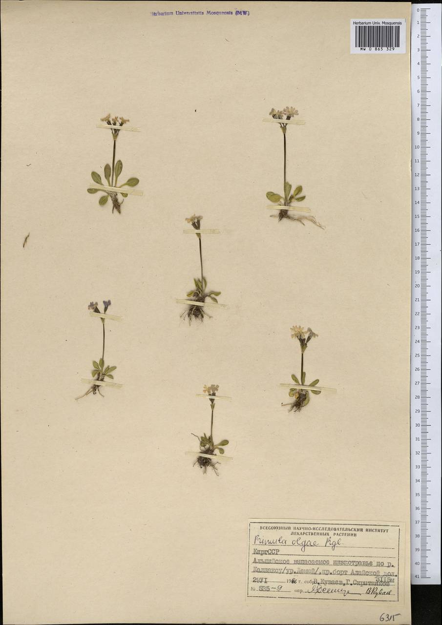 Primula olgae Regel, Средняя Азия и Казахстан, Памир и Памиро-Алай (M2) (Киргизия)