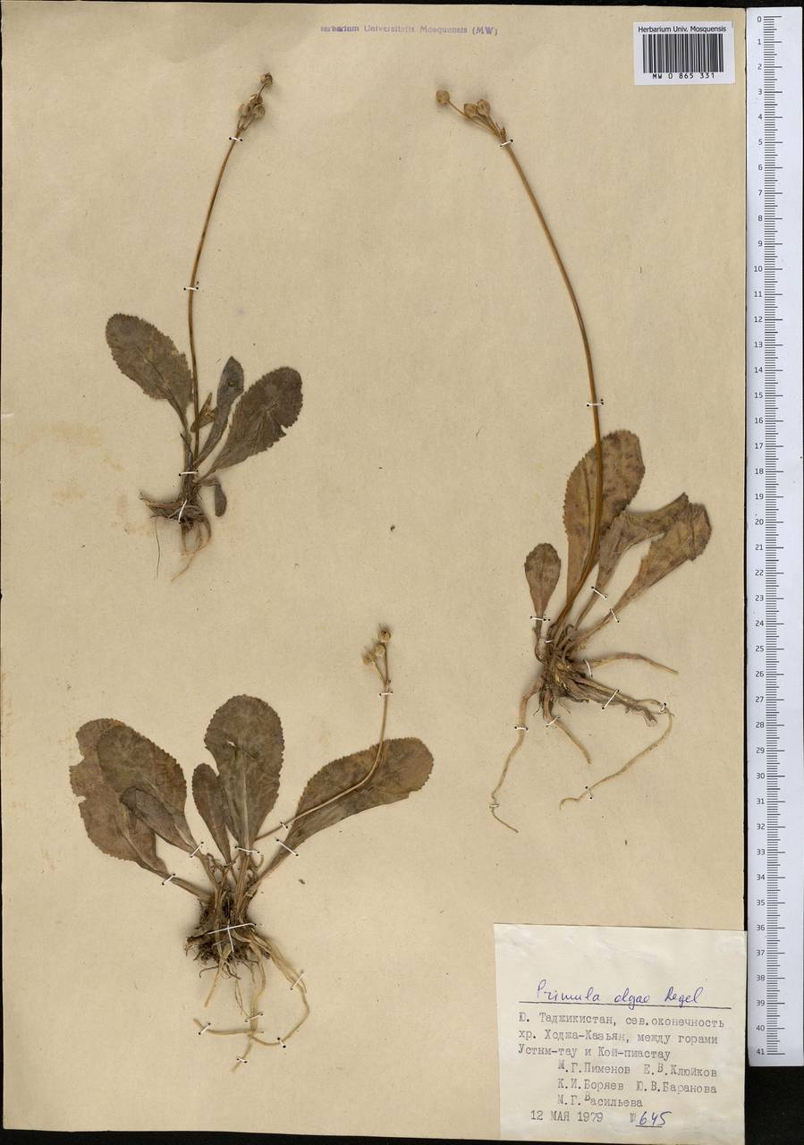 Primula olgae Regel, Средняя Азия и Казахстан, Памир и Памиро-Алай (M2) (Таджикистан)