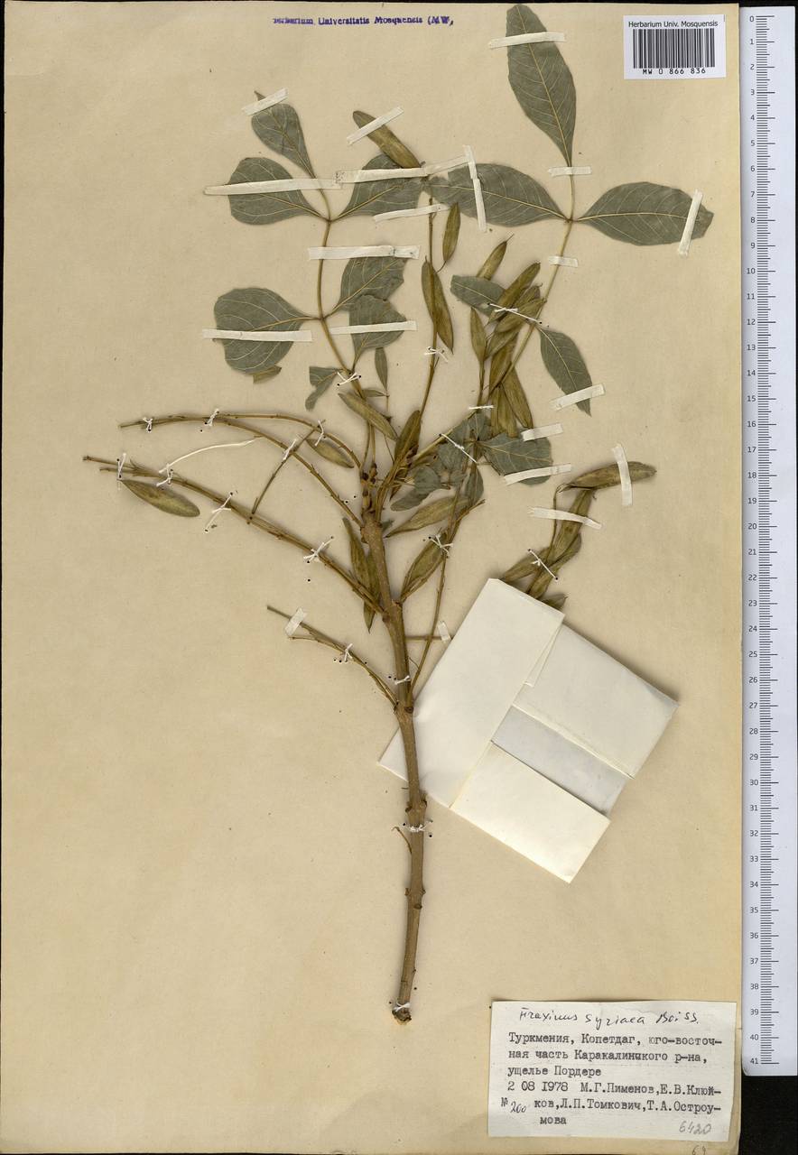 Ясень сирийский (Boiss.) Yalt., Средняя Азия и Казахстан, Копетдаг, Бадхыз, Малый и Большой Балхан (M1) (Туркмения)